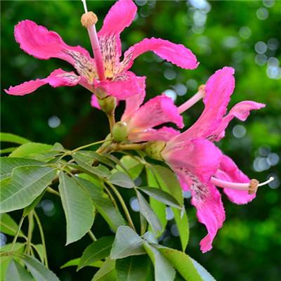 manbetx万博在线客服