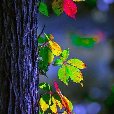 澳门跑狗论坛www.008282截图